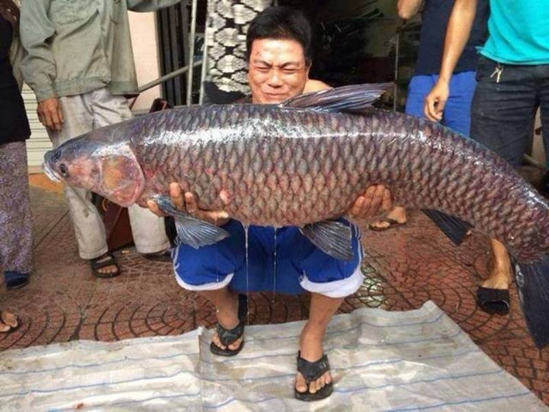 Lien tiep cau duoc ca tram ‘khung’ o ho song Gia hinh anh