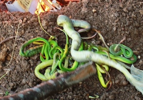 Ran doc nhieu bat thuong, xa phat loa canh bao hinh anh