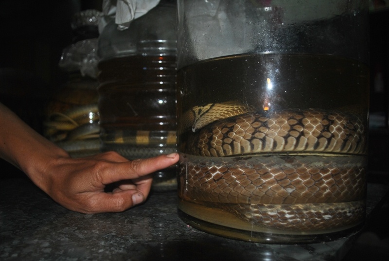 Cận cảnh những con rắn do chính tay anh Cầu bắt, gồm rắn hổ mang, rắn cạp nia, rắn hổ trâu...