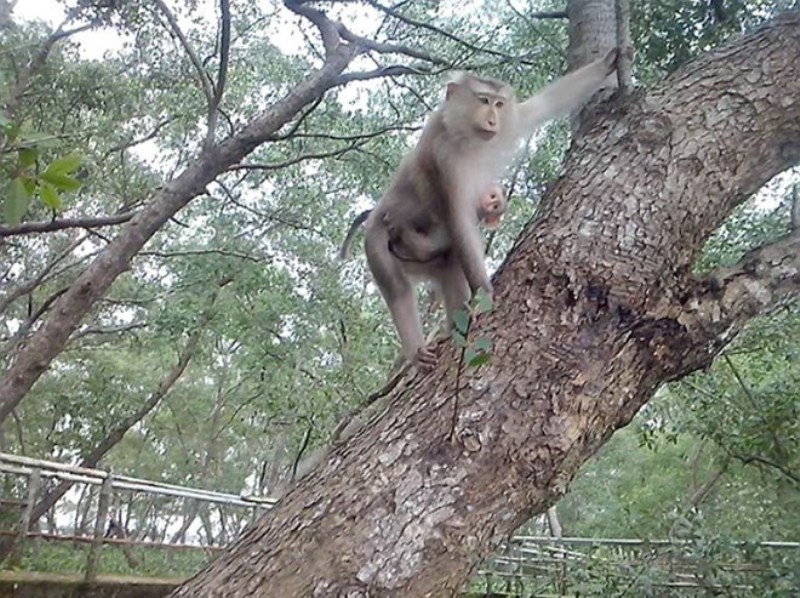 Đàn khỉ ở KDL Phù Sa quậy phá nhà dân.