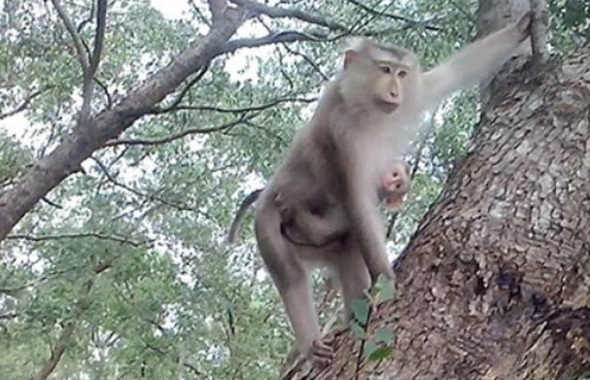 Bi hai chuyen dan khi keo nhau quay pha nha dan vi bi bo doi hinh anh