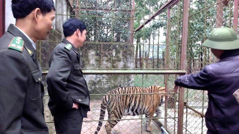 Nằm ngay trong khu dân cư đông đúc, trại nuôi 11 con hổ già của gia đình Nguyễn Mậu Chiến (44 tuổi, ở xã Xuân Tín, huyện Thọ Xuân, Thanh Hóa) được đánh giá là địa điểm nuôi loài “chúa sơn lâm” lớn nhất khu vực. 