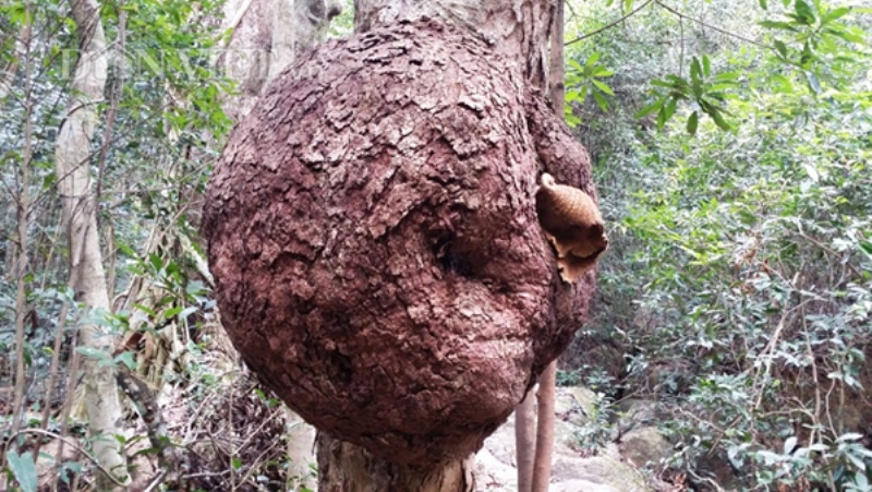 ‘Cay mang thai’ di thuong o rung tam linh chua Loi Am hinh anh