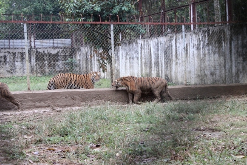 Ông Chiến cho biết, đàn hổ này được mua về nuôi nhốt trái phép từ năm 2006. Đến năm 2012, ông mới được Chi cục Kiểm lâm tỉnh Thanh Hóa cấp giấy phép nuôi nhốt.