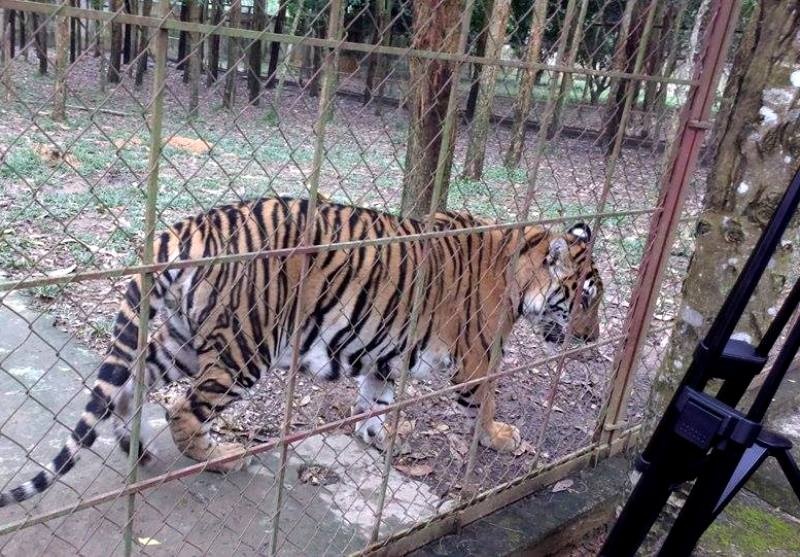 Nói về nguồn gốc đàn hổ, chủ trang trại cho biết, hồi năm 2006, trong một lần lên xã Na Mèo (huyện Quan Sơn) mua gỗ, ông bắt gặp cảnh người dân bắt được đàn hổ từ bên Lào đưa về nên đã mua lại đưa về quê.