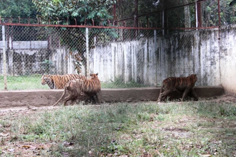 Đàn hổ lúc đầu có 16 con, nặng 3-4 kg/con. Từ 2008 đến 2012, 5 con hổ lần lượt chết do bệnh nặng. Sau nhiều năm được chăm sóc, 11 con hổ còn lại đều trưởng thành, nặng từ 1,5 đến 2 tạ. 