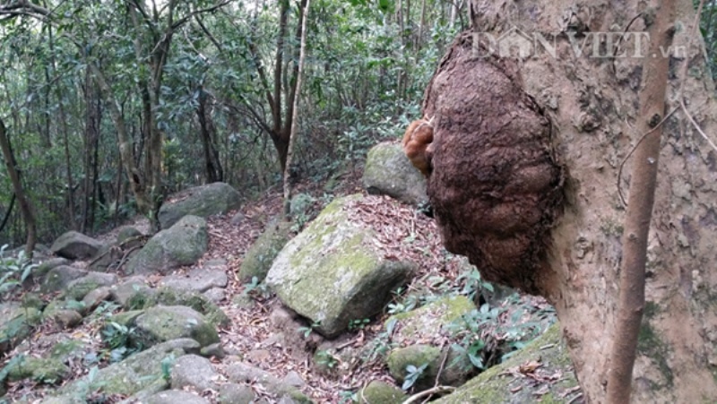“Cây mang thai” đứng sát bên vệ đường dẫn lên chùa Lôi Âm