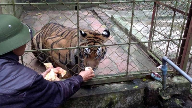 Thời điểm đầu, ông Chiến thừa nhận nuôi trái phép. Đến 2012, ông mới được Chi cục Kiểm lâm tỉnh Thanh Hóa cho phép nuôi. Trước đây, số hổ này được gia đình ông Chiến nuôi nhốt ngay tại nhà trong thôn 27, xã Xuân Tín. Không chỉ làm người dân lo lắng, mất ăn mất ngủ mỗi khi hổ đói ăn gầm lên mà chúng còn gây ô nhiễm môi trường cho khu dân cư. Đến năm 2010, trại nuôi hổ được xây dựng ở khu vực cồn Tàu Voi.