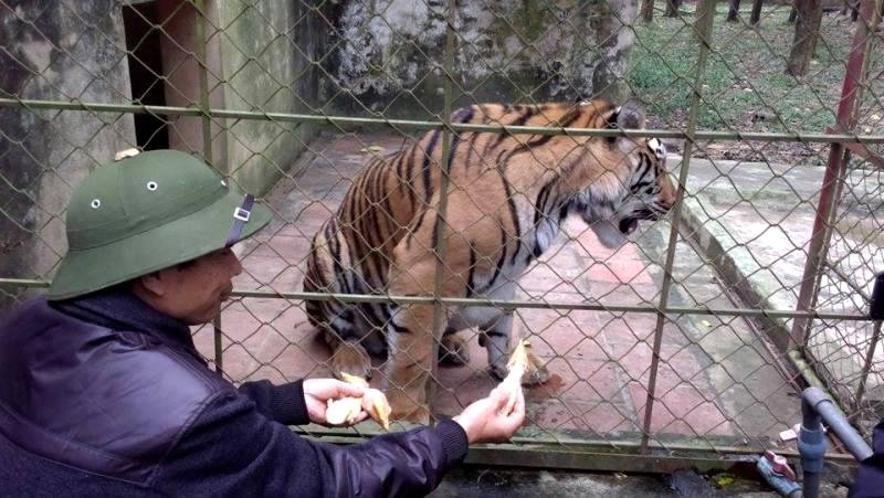 Dù xa khu dân cư, nhưng người dân vẫn lo lắng vì hiểm họa mà đàn hổ gây ra là khôn lường vì khu vực nuôi nhốt hiện nay chỉ cách đê Cầu Chày khoảng 300 m. Nếu đê vỡ, nước tràn vào thì nguy cơ hổ thoát ra ngoài là rất lớn.