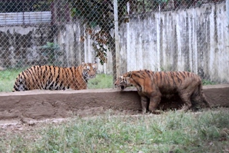 Ben trong trai nuoi ho lon nhat Thanh Hoa hinh anh