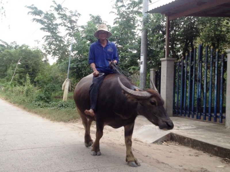 Tin don ‘nham’ khien ca cu lao so trau hinh anh