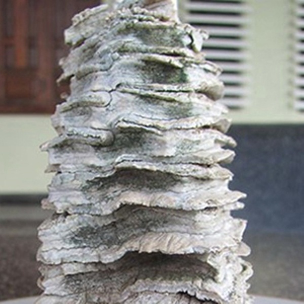 'Ham rang voi ma mut hoa thach’ duoc ga ban gia 200 trieu hinh anh