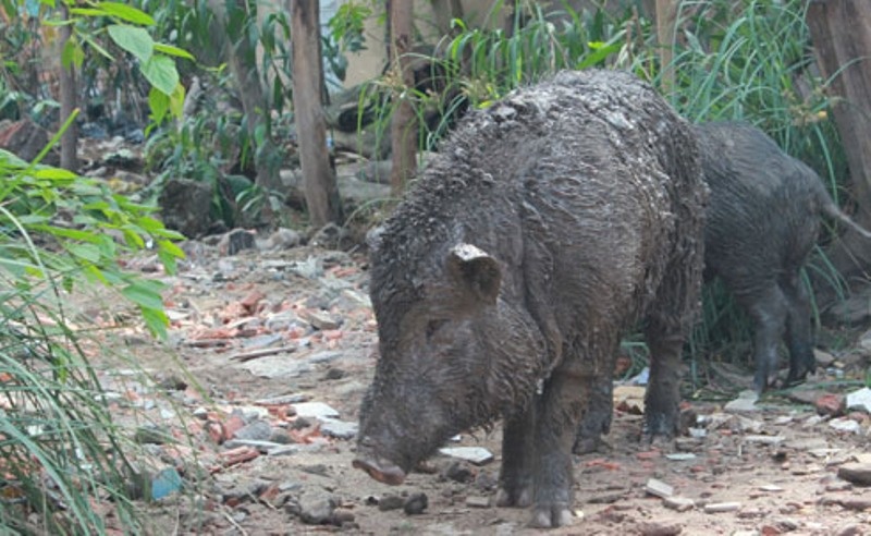 Trai nuoi heo rung boc mui ben con duong dep nhat Sai Gon hinh anh