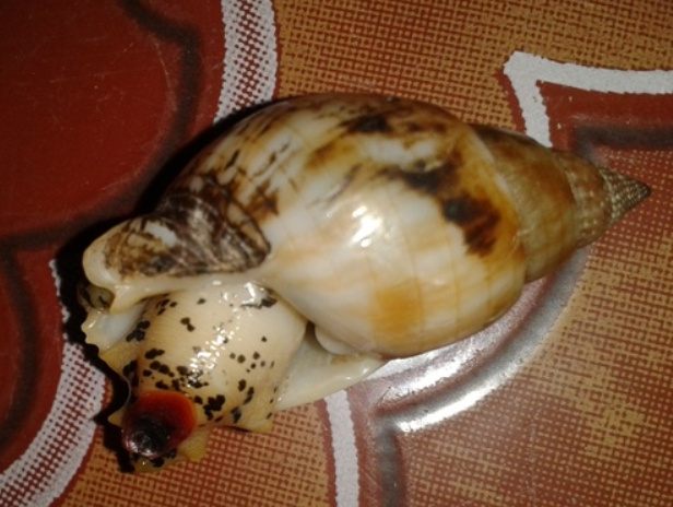 Mot noi oc, ba mang nguoi hinh anh