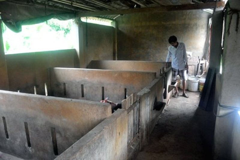 Chuyen la Quang Nam: Trau bo nha lau, nguoi nha cap 4 hinh anh