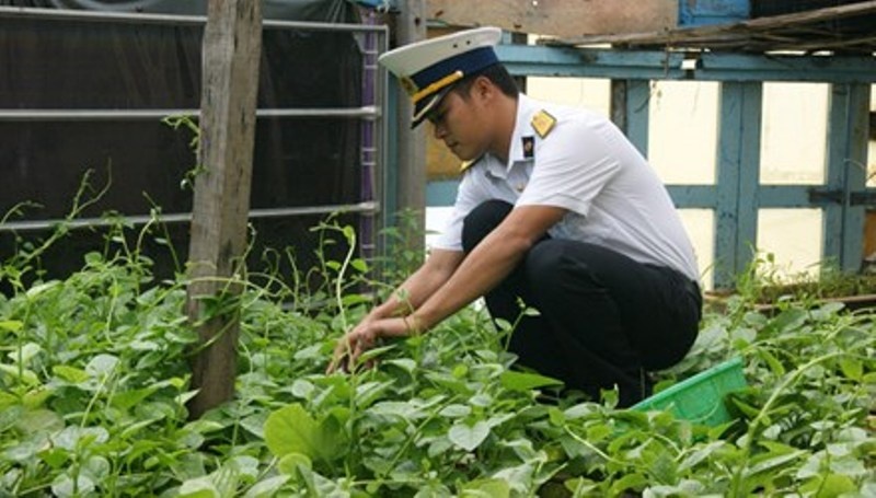 Bí thư Chi đoàn đảo Đá Lát Bùi Viết Tuyến đang chăm sóc vườn rau xanh tốt trên đảo, đây còn gọi là vườn rau thanh niên. Ảnh: L.H.V.