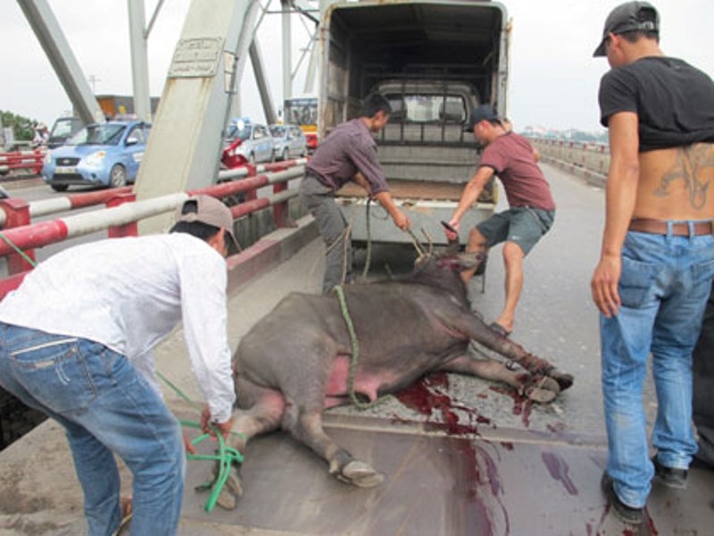 Trau chuan bi giet thit noi dien, huc nguoi gay chan hinh anh