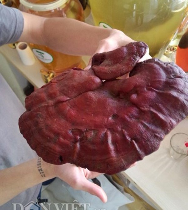 Một cây nấm lim với phần dù có bán kính hơn 20cm giá hàng triệu đồng.