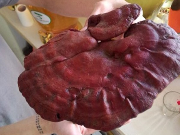 Vuot rung, bang nui ‘san’ nam lim quy hinh anh