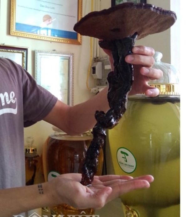 Cây nấm lim có dù cực quý được dùng ngâm rượu