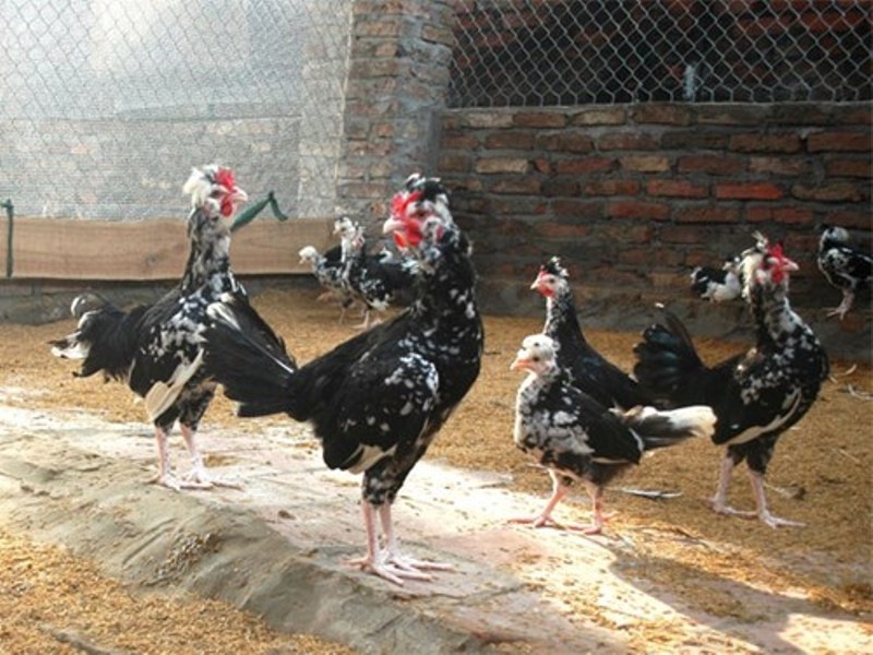 Mot choi thu ‘doc’ cua dan choi ngay Tet hinh anh