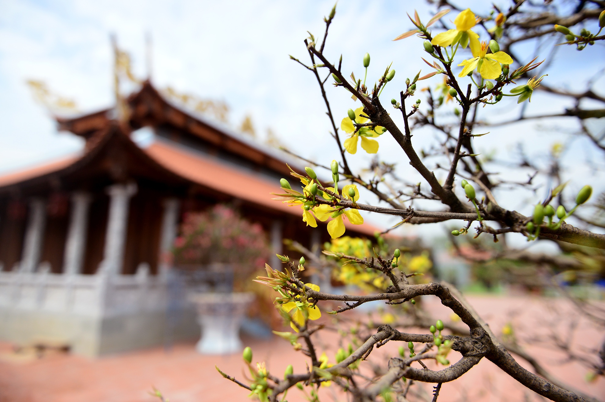 Nha tho To cua Hoai Linh don dep don Tet anh 8