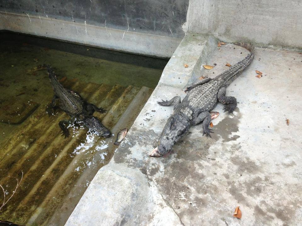 Re hon thit bo, ca sau duoc nhieu nguoi mo lam co Tet hinh anh