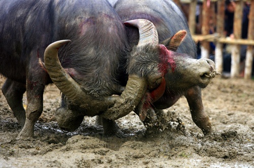 Thit trau choi thua: ‘Ban gia 500.000/kg van lo’ hinh anh