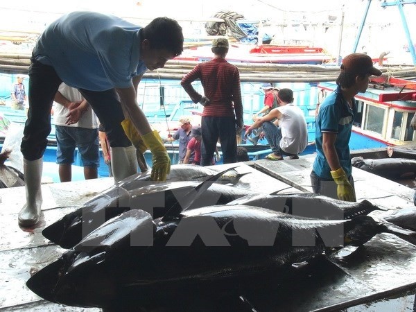 Gia ca ngu tang manh trong chuyen bien dau tien nam 2017 hinh anh