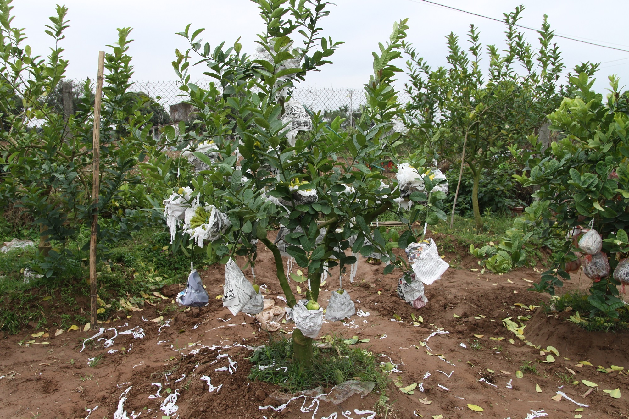 ty phu phat thu bonsai anh 2