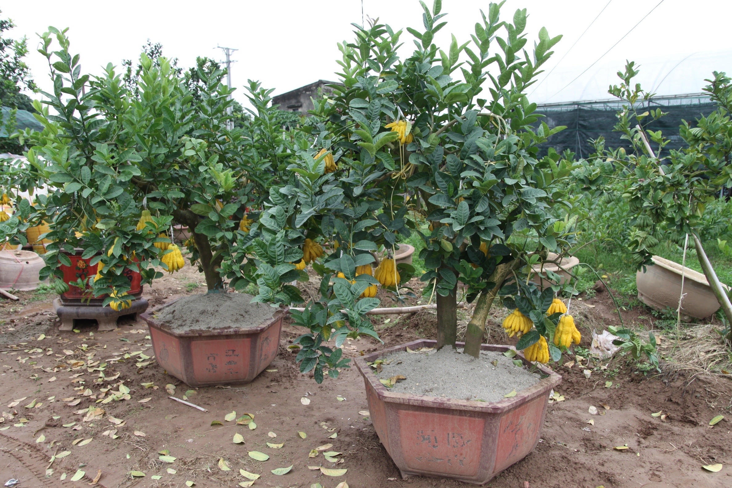 ty phu phat thu bonsai anh 1