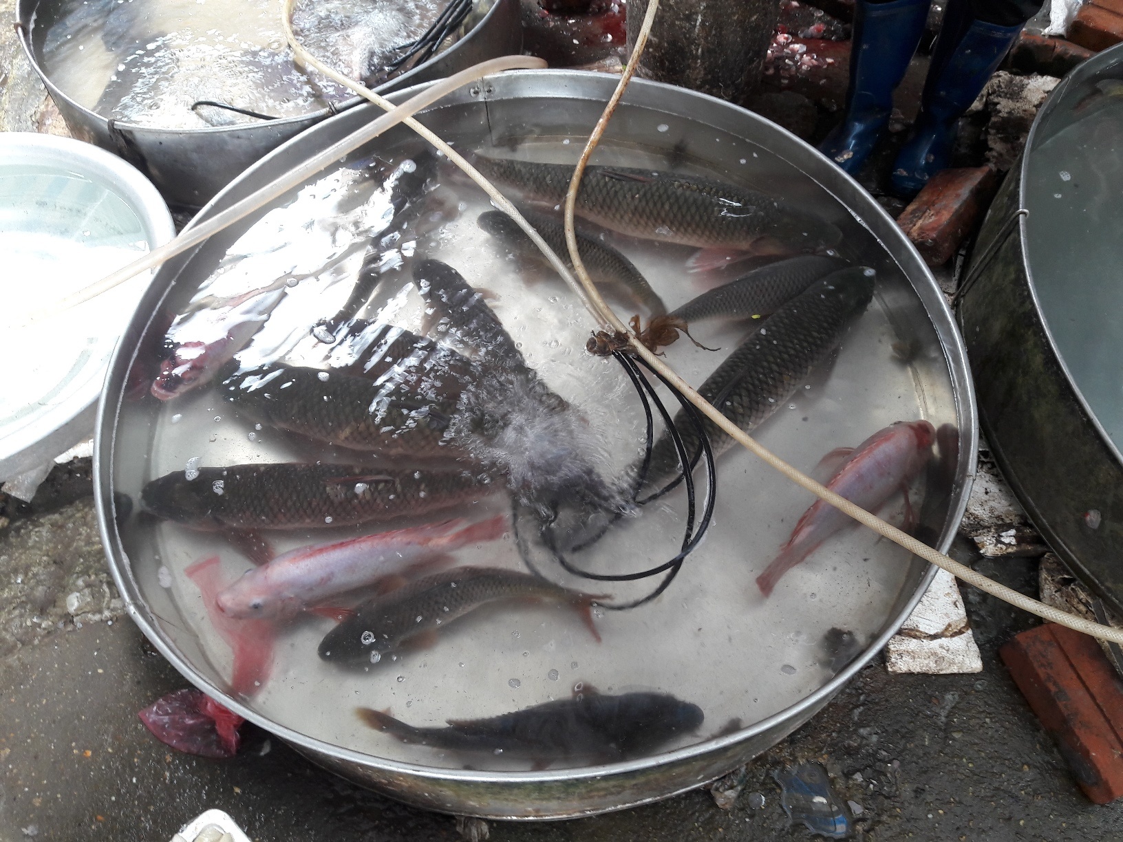 giá cá tăng vọt đầu năm ảnh 1 gia ca tang vot dau nam anh 1