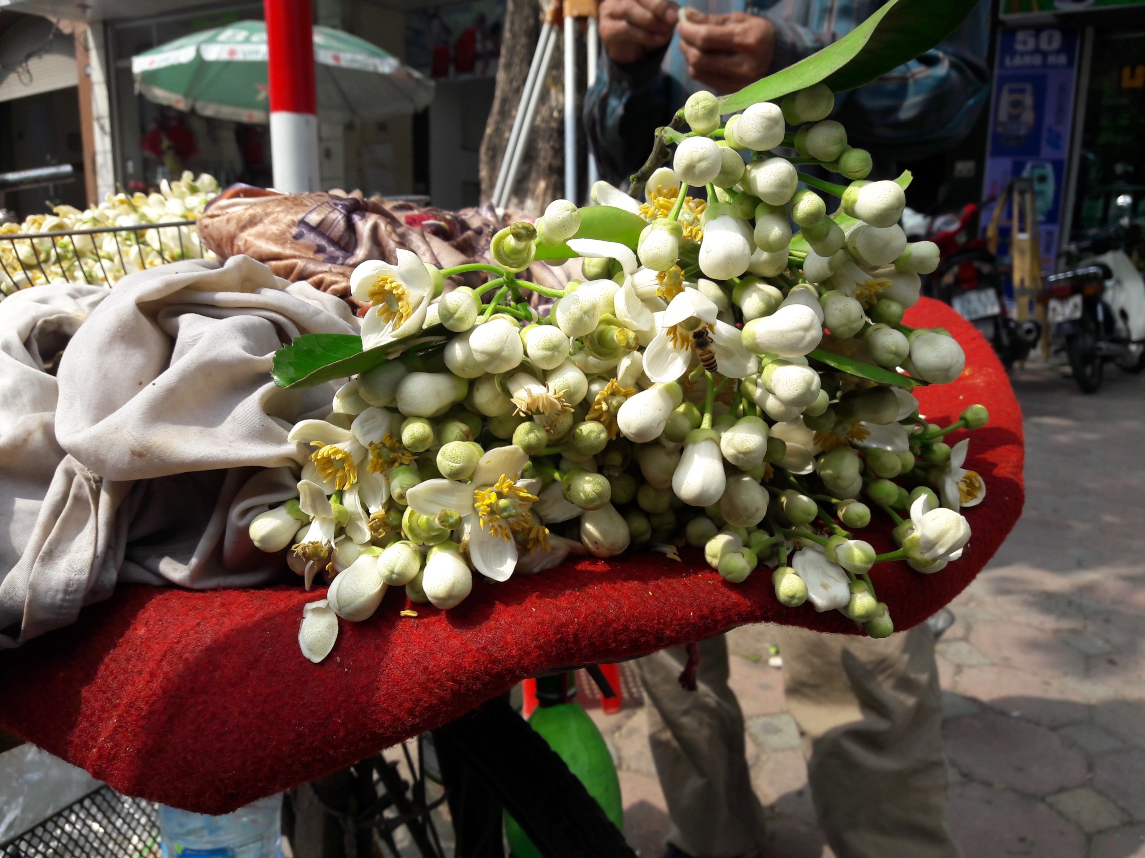 bán hoa bưởi ảnh 2 ban hoa buoi anh 2