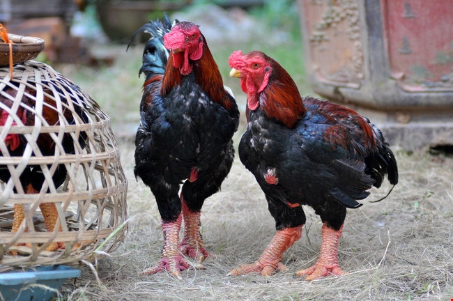 Ga Dong Tao quy hiem bong lan ra chet hang loat hinh anh