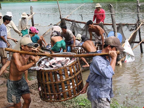 'Thuong lai Trung Quoc xui dan bo rau cau vao tom' hinh anh