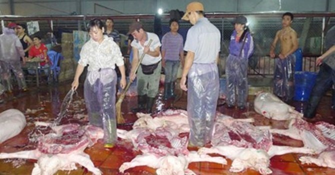 thit lon nhiem khuan tieu chay anh 1