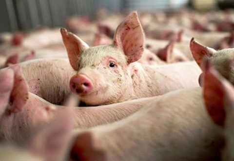 Giai cuu thit lon ‘re nhu rau’, phai trong doi lang gieng Trung Quoc hinh anh