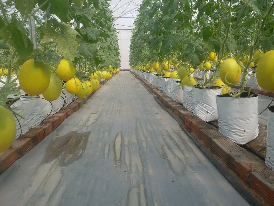 Nong nghiep cu tut hau, Viet Nam kho giau hinh anh