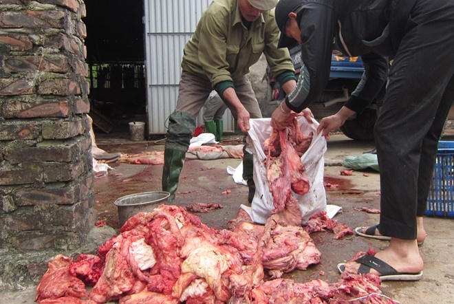 Beu ten 14 co so giet lon chet, tiem thuoc, bom nuoc vao gia suc hinh anh