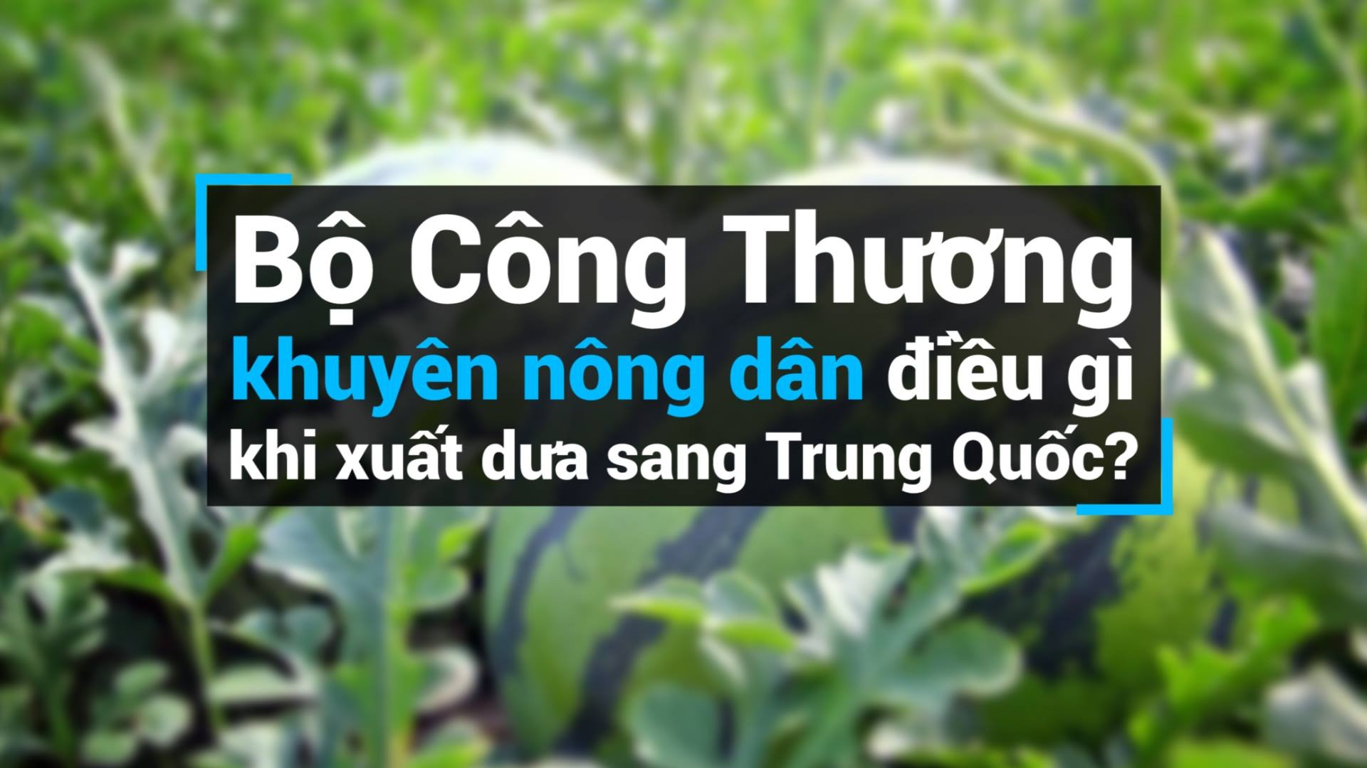 Trung Quoc 'boi thuc' dua hau, dan chuong qua nho 3-4 kg hinh anh