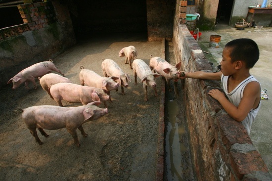 Nguoi Trung Quoc an khoang 144.000 tan thit heo moi ngay hinh anh