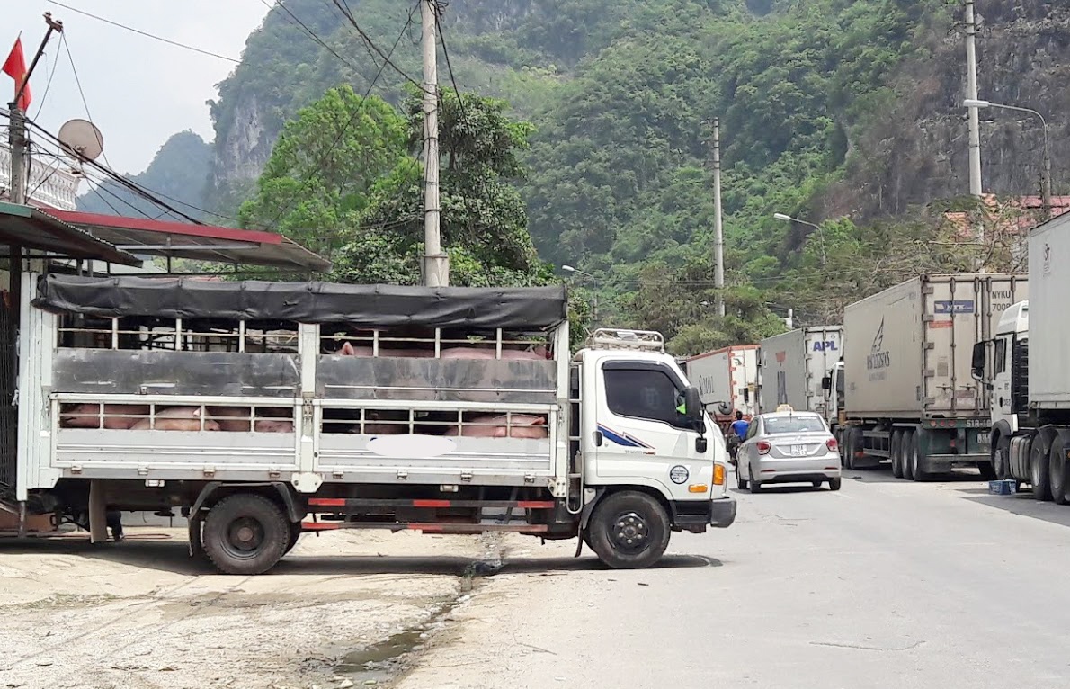 xuất khẩu thịt heo sang trung quốc ảnh 2 xuat khau thit heo sang trung quoc anh 2