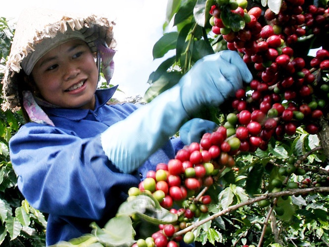 Cong ty sua rot 1.000 ty dong trong ca phe va nuoi bo o Dak Lak hinh anh