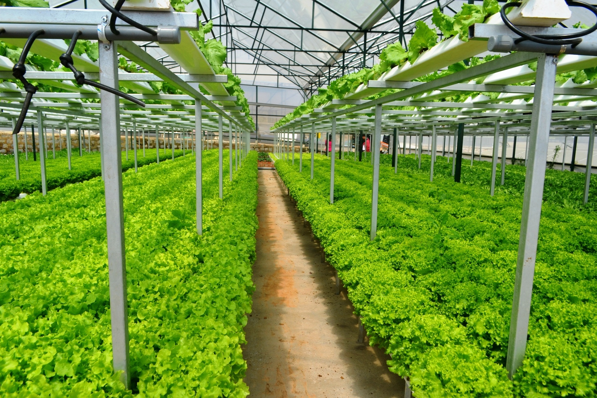 nong trai hai tang tai da lat anh 2