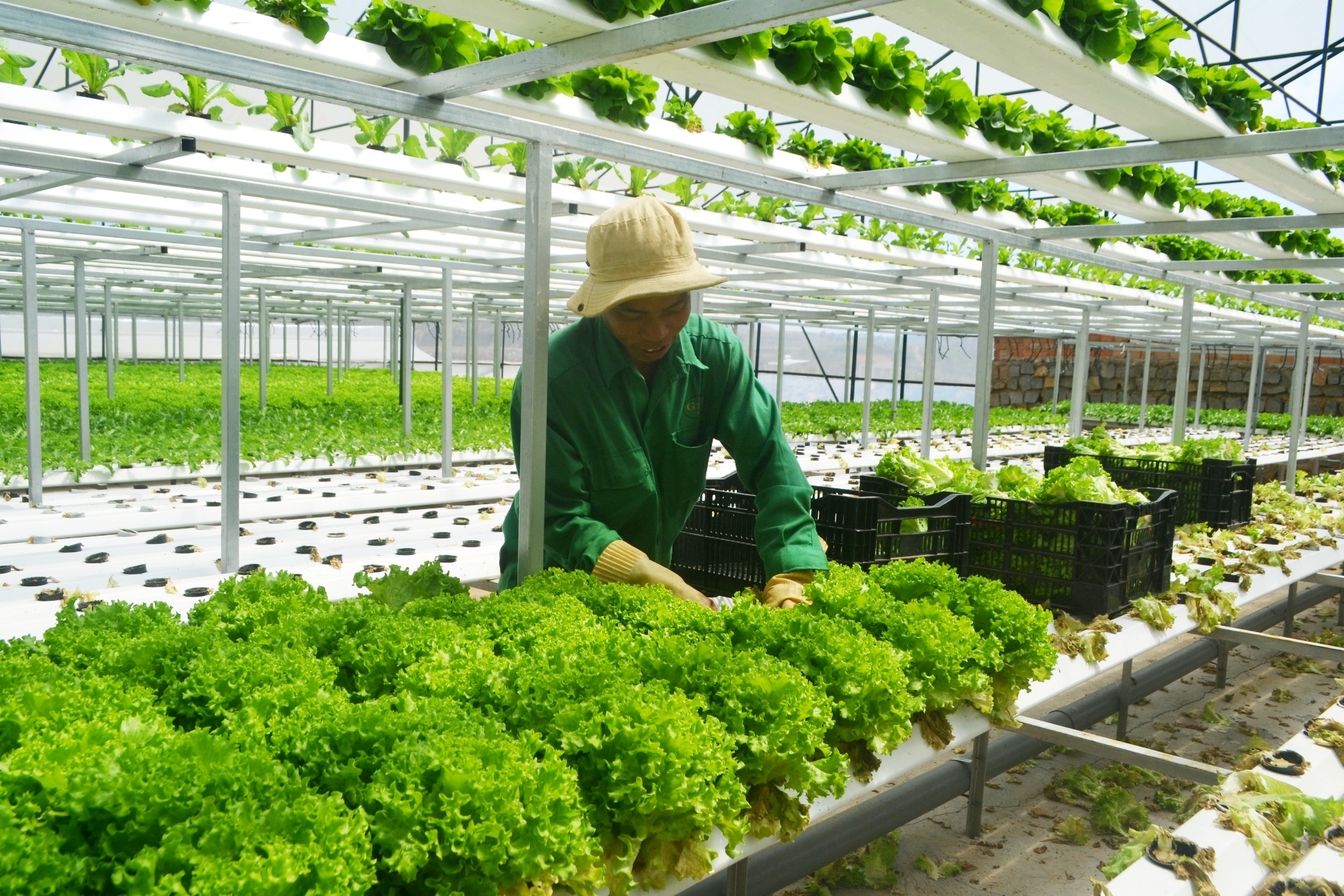 Trang trai rau hai tang khong can dat o Da Lat hinh anh