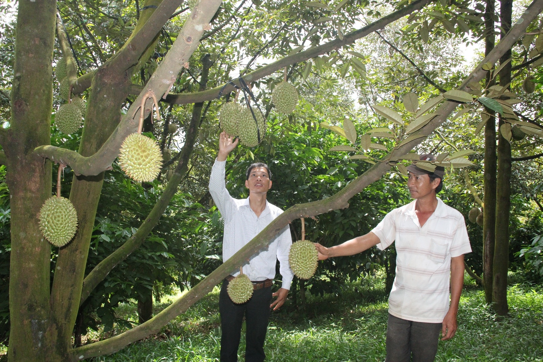 gia sau rieng xuong thap anh 1