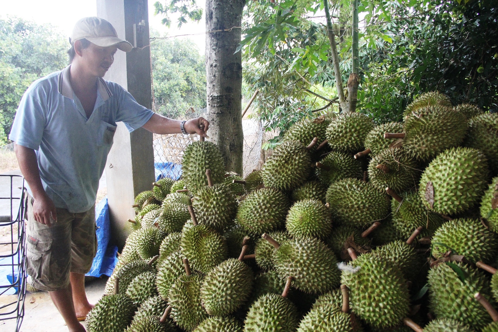 Gia sau rieng lap ky luc, nong dan lap choi canh trom hinh anh