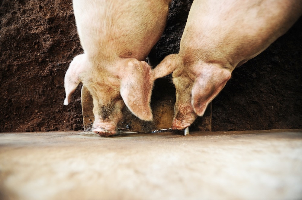 Gia thit heo lao doc keo CPI thang 5 giam hinh anh