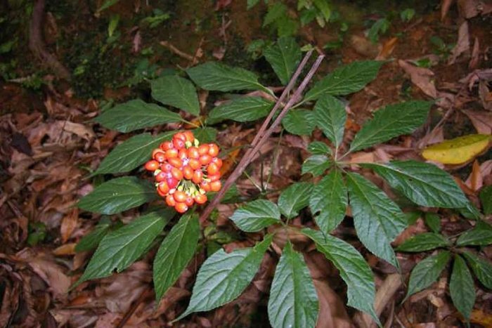 Loai sam quy nghin USD chi duy nhat co o Viet Nam gia tri ra sao? hinh anh