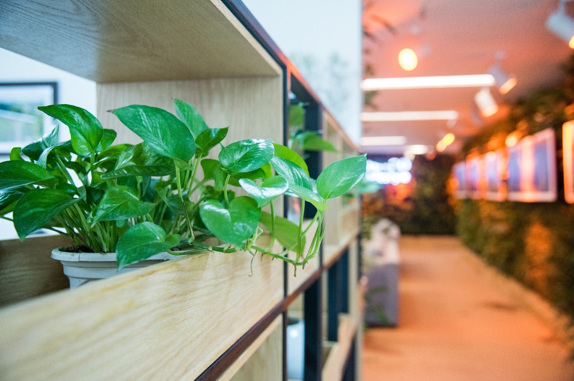 van phong xanh co kien truc dep anh 7